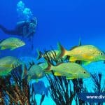 🏝 Bucea en estos lugares y disfruta más tu viaje a San Andrés islas