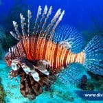 🐟 ¿Puedo ver el pez león en San Andrés islas al salir a bucear?