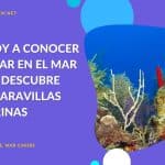 ¿Qué maravillas submarinas puedo descubrir al bucear en el Mar Caribe? (S.A.I.)