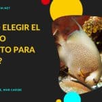★ ¿Cómo elegir el destino perfecto para buceo? [5 TIPS]