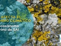 Así afecta el cambio climático al ecosistema marino de SAI (y cómo puedes ayudar)